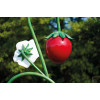Robers Outdoor Flowerlamp Erdbeere AL6893