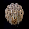 Protea Chandelier Ceiling Mounted 1000
